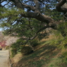 写真エッセイ：偕楽園散歩11：回遊歩道２