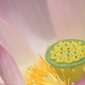 蓮　- 花托 -