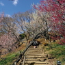 写真エッセイ：偕楽園散歩13：回遊歩道４