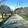 写真句：偕楽園散歩15：梅林