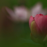 蓮　- 憂い -