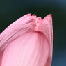 蓮　- 開花 -