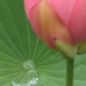 蓮　- 水玉 -
