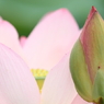 蓮　- 未来 -