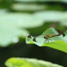 蓮　- 葉上蜻蛉 -