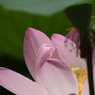 蓮　- 花托影 -