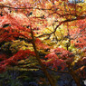 昇仙峡の紅葉