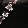 梅　５