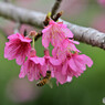 寒緋桜