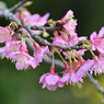 寒緋桜