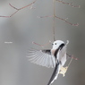 野鳥_Feb2025
