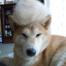 アフロ犬（地毛）