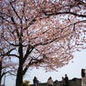中継ぎの桜