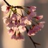 朝日に照らされて