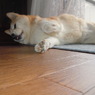 バビューン