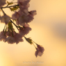桜花