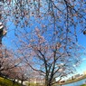 汐入大寒桜～ⅺ