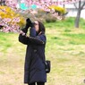 汐入大寒桜～ⅻ