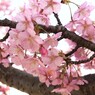 河津桜