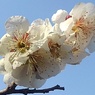 綺麗な梅（3月22日）