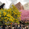 「蔵前神社のミモザと早咲き桜」