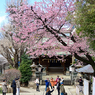 ［河津桜」