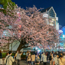 「うえの桜フェスタ2025」