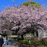 「上野公園・大寒桜」