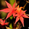 紅葉する伊呂波楓