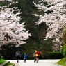 桜吹雪