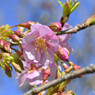 我が家の河津桜