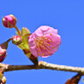 我が家の河津桜