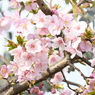 葉桜