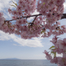 海と島と河津桜