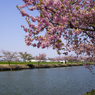 川津桜