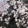 spring for tokyoites 2025