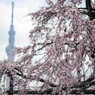 あっという間の桜かな