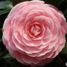 桜の無い場所で
