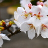 お花見決行