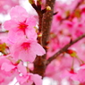 「陽光桜」は早咲き