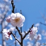 八重の梅