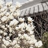純白の春