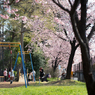 spring for tokyoites 2025