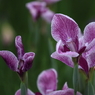 花菖蒲　（２）