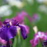 花菖蒲　（３）