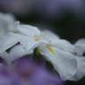 花菖蒲　（８）