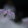 花菖蒲　（９）