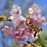 河津桜