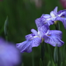花菖蒲　（１２）