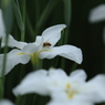 花菖蒲　（１３）